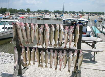 Fishing Information At Put-in-Bay 20 Fun & Helpful Tips